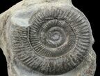 Dactylioceras Ammonite Stand Up - England #68146-1